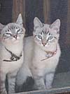 Cats
